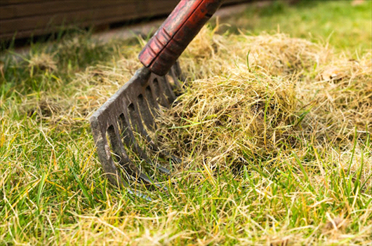 raking lawn