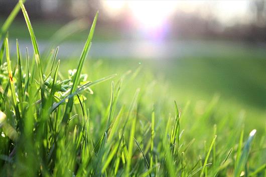 Jumpstart Your Lawn: Essential Early Spring Lawn Care Tips